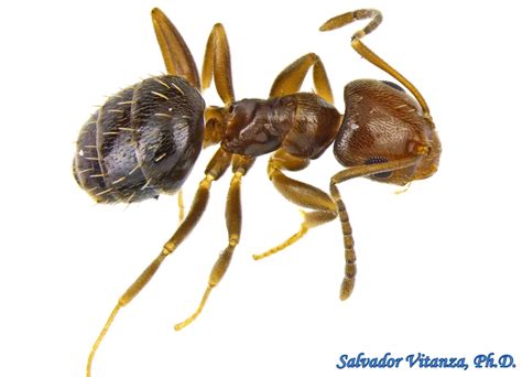 Hymenoptera-Formicidae-Brachymyrmex patagonicus-Dark Rover Ant (A ...