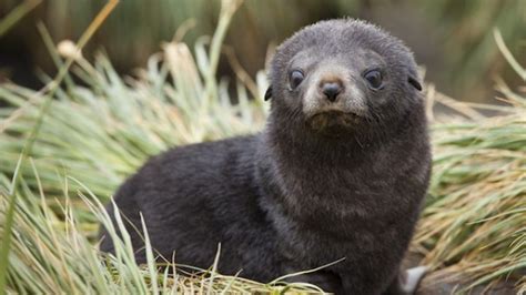 How A Fur Seal Pup Identifies Its Mother's Voice | IFLScience