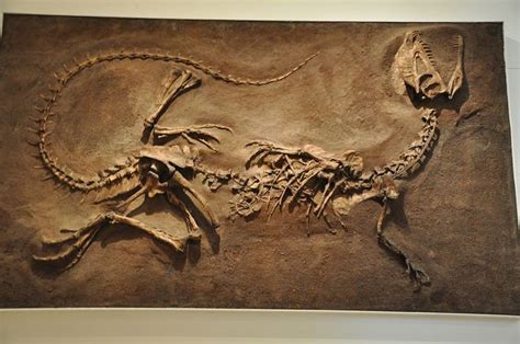 Massospondylus | Dilophosaurus, Dinosaur fossils, Fossils