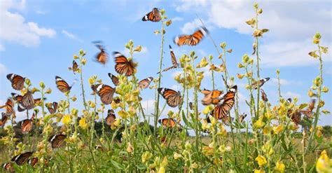 What's A Group of Butterflies Called? - A-Z Animals