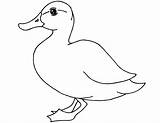 Duck Coloring Page Printable sketch template