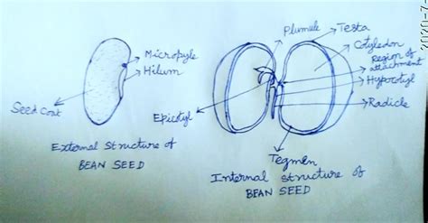 Structure of a Dicot and Monocot seeds in plants