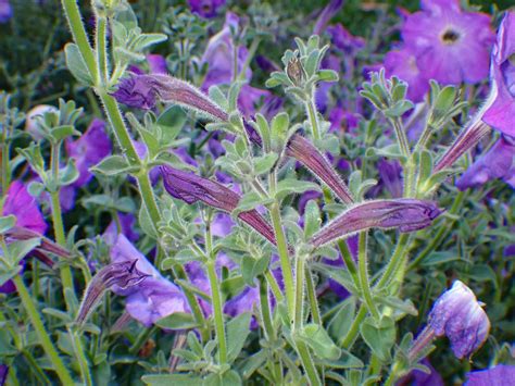 Petunias Purple Blooming 2 by LindArtz on DeviantArt