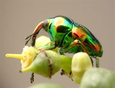 7 Unbeweevably Cool Weevils That Will Make You Say 'Wow!' | Featured ...