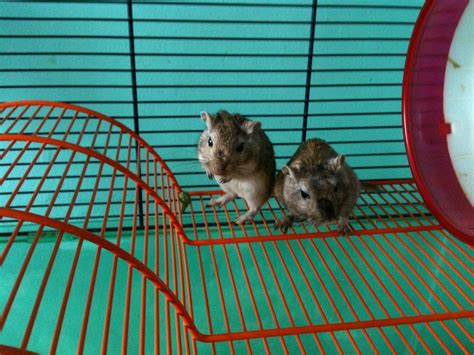 Check Out These 10 Ideas For Gerbil Cages | PetsFoto