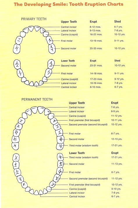 Teeth Realistic Tooth Eruption Chart In 2020 Teeth Eruption Chart ...