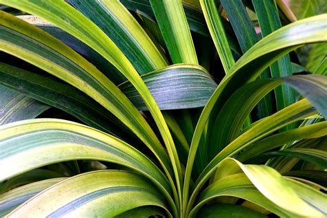 How to Grow and Care for Clivia Houseplants – Make House Cool