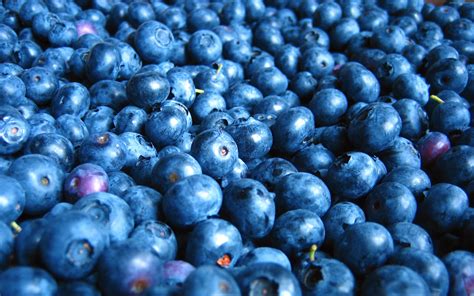 130+ Blueberry HD Wallpapers and Backgrounds