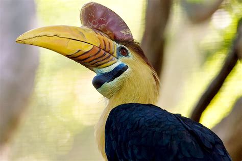 Hornbill | San Diego Zoo Animals & Plants