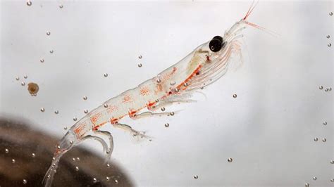 Krill Fishing Companies Agree to No-Take Zones in the Antarctic | The Pew Charitable Trusts