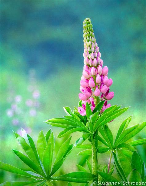 Flower Photography Pink Lupin Fine Art Print Summer Rain - Etsy