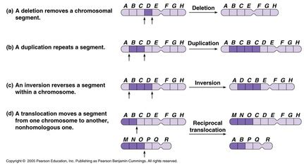 Genetic Diversity & Mutation - SCIENCE: Evolution