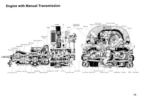 Parts Of A Beetle Diagram