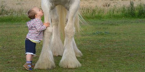 The Shire Draft Horse: All You Need To Know About This Gentle Giant ...