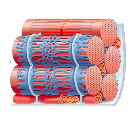 Sarcoplasmic Reticulum & T tubules in skeletal muscle fiber Diagram | Quizlet