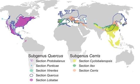 Global distribution of various oak trees : r/MapPorn