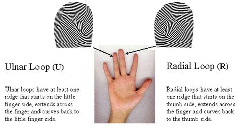 Paper 5: An Overview of the Science of Fingerprints: Anil Aggrawal's ...