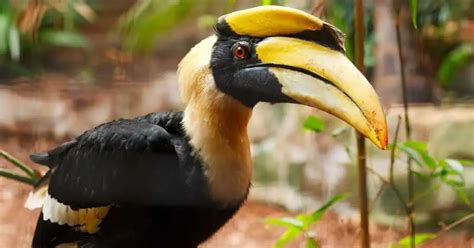 Great Hornbill Behavior - AnimalBehaviorCorner