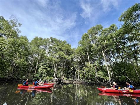 Sungei Khatib Bongsu Trail (Upper) - Explore our mangrove forests