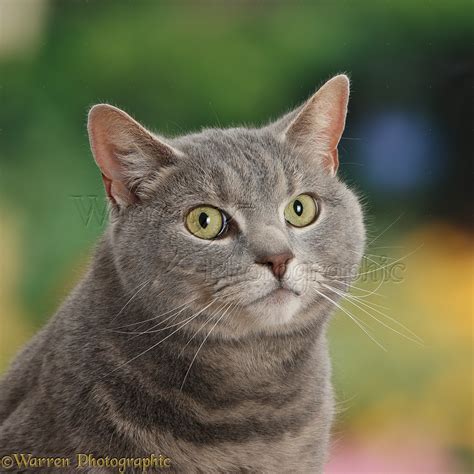 Tabby male cat portrait photo WP38086