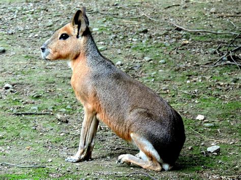 Mara,patagonian mara,rodent,guinea pig,caviidae - free image from needpix.com