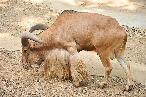 Threatened Mammals Of Mauritania - WorldAtlas.com