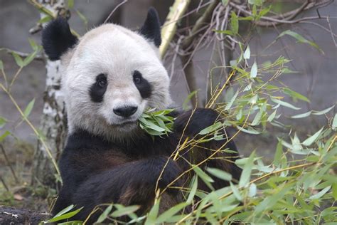 Pandas bleiben in Schönbrunn – Tiergarten Schönbrunn