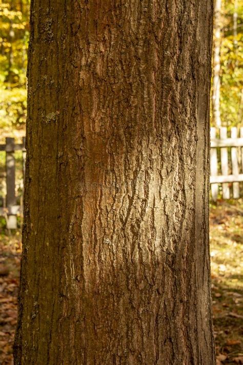 Northern Red Oak Quercus Rubra Tree Trunk. Red Oak Bark. Close Up Stock Photo - Image of ...