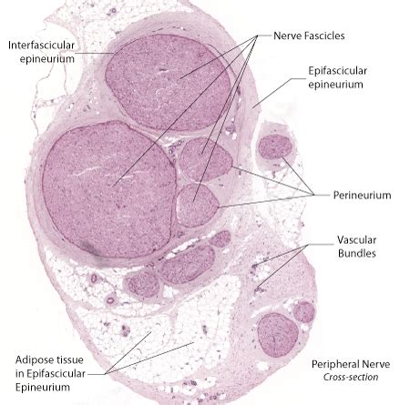 Peripheral Nerve Histology Cross Section