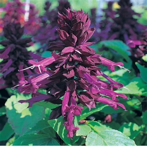 Salvia splendens Sizzler Purple