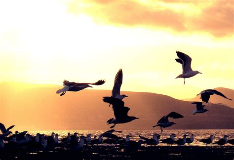 Gulls Sunset Free Photo Download | FreeImages