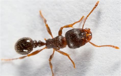 Pavement Ants – Identification, Behavior, Dangers and Control Methods ...