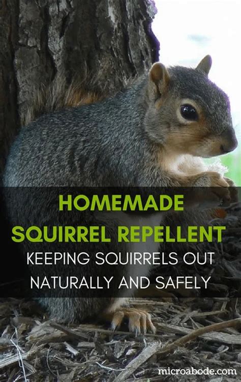 Homemade Squirrel Repellent Spray