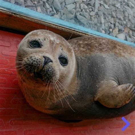 Seal Rescue Ireland (@sealrescueireland) posted on Instagram • Jun 2, 2021 at 1:00pm UTC Walrus ...