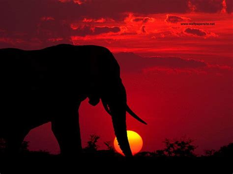 Elephant Sunset Wallpapers - Top Free Elephant Sunset Backgrounds ...