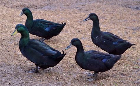 Male vs. Female Cayuga Duck - A-Z Animals