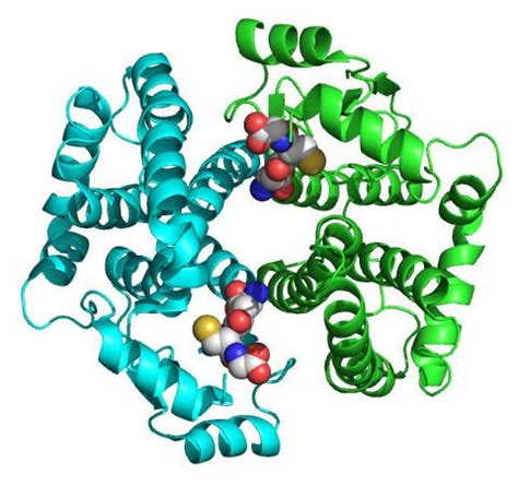 Glutathione S transferase A1 - Alchetron, the free social encyclopedia