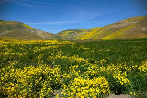 Carrizo Plain Wildflowers