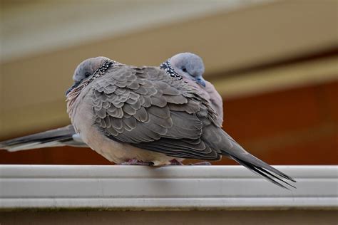 Spotted Turtle-Doves ( keeping warm ) | Dorothy Jenkins | Flickr