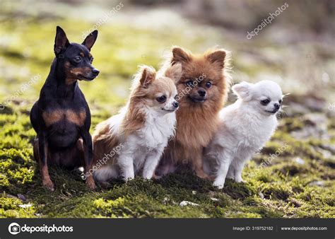 Dogs in nature — Stock Photo © cynoclub #319752182