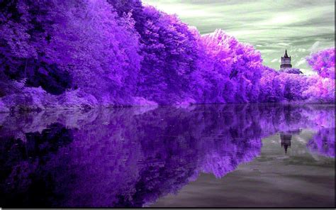 Purple trees, trees, nature, landscape, lake HD wallpaper | Wallpaper Flare