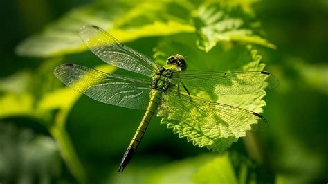 Wallpaper Dragonfly, leaves, wings, green, insect, macro, nature, Animals #1251