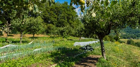 Food Forests: What Are They and How Do They Function?