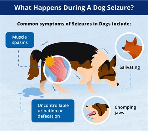 What Are The Symptoms Of A Dog Having A Seizure