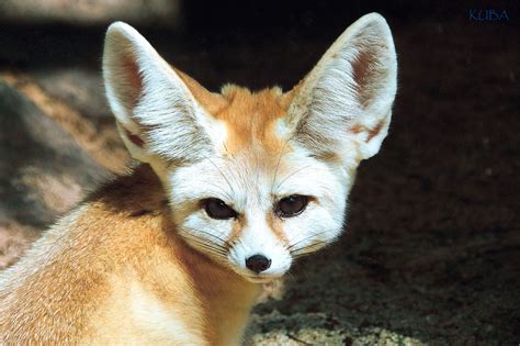 Fennec Fox - Honolulu Zoo Society