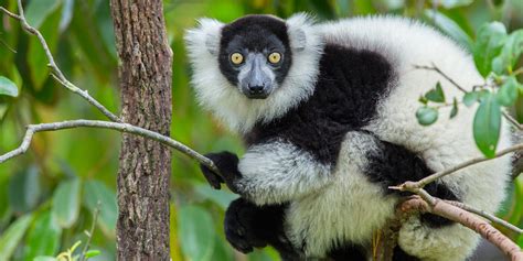 Endangered species need help: No biology expertise required - The ...