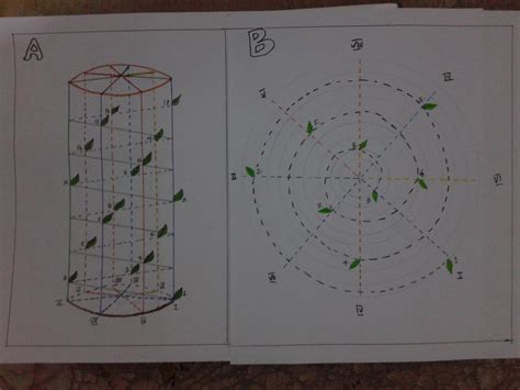 BIOLOGI: Bagan dan Diagram Daun Menurut Rumus 3/8