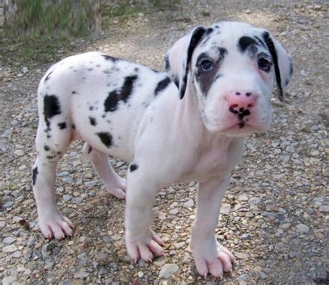 Baby Great Dane Puppies Picture - Dog Breeders Guide