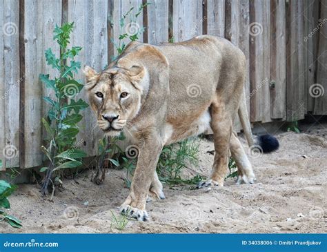 Lion in open-air cage stock photo. Image of risk, nature - 34038006