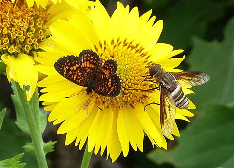 Prairies and Pollinators – NPAT